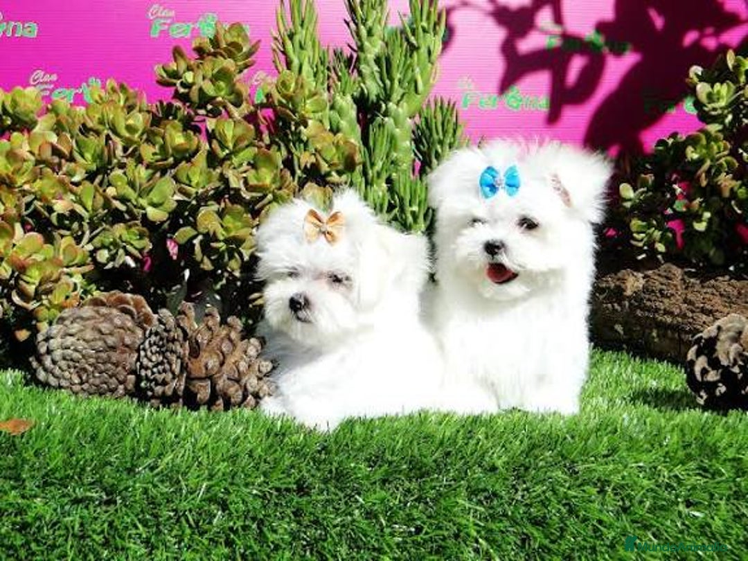 Bichón Maltés perros en venta: Bichón maltés Toy línea americana macho  - Imagen 1