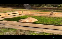 Caniche Toy perros en venta: Última caniche toy hembra!!! - Anuncio 4