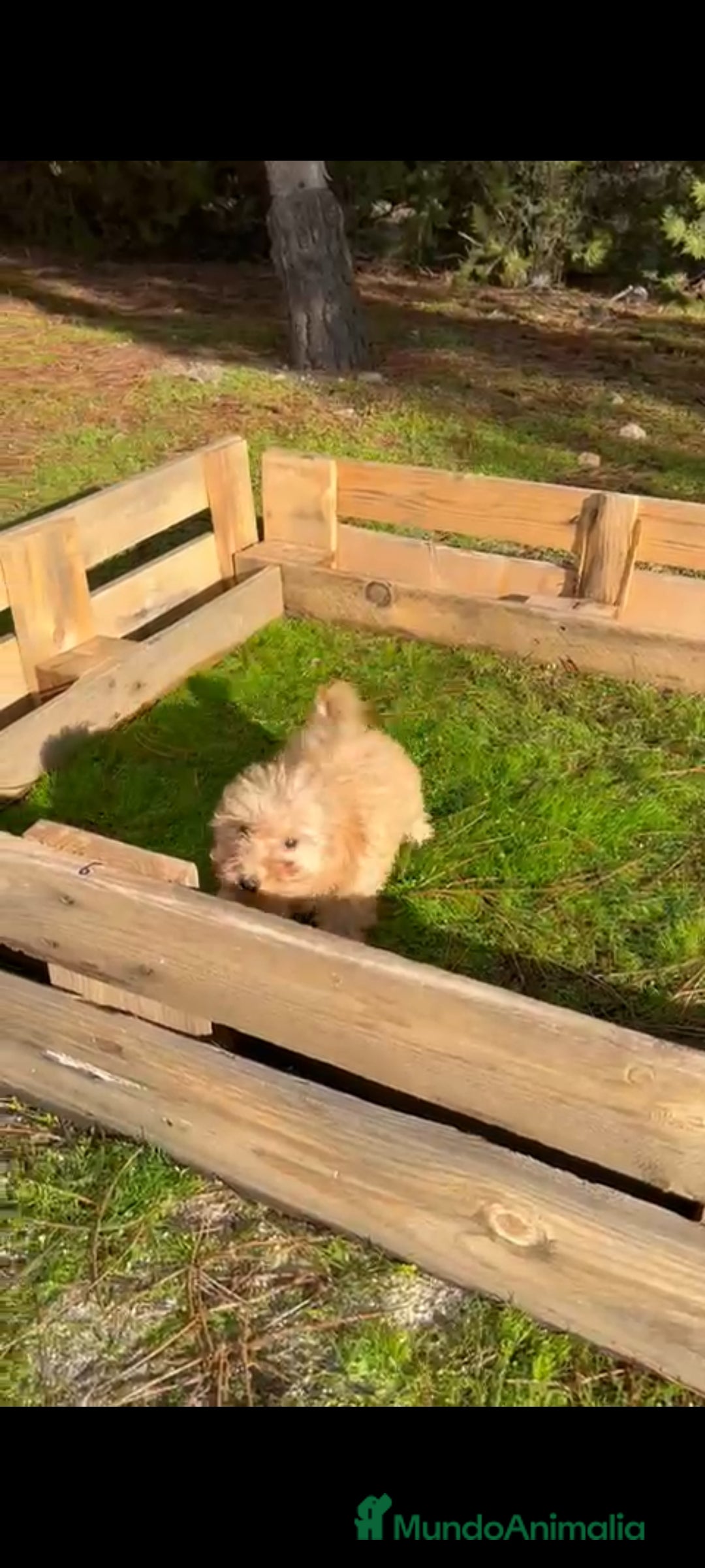 Caniche Toy perros en venta: Última caniche toy hembra!!! - Anuncio 4