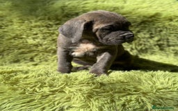Cane Corso perros en venta: IMPRESIONANTE CAMADA DE CABE CORSO! - Imagen 3