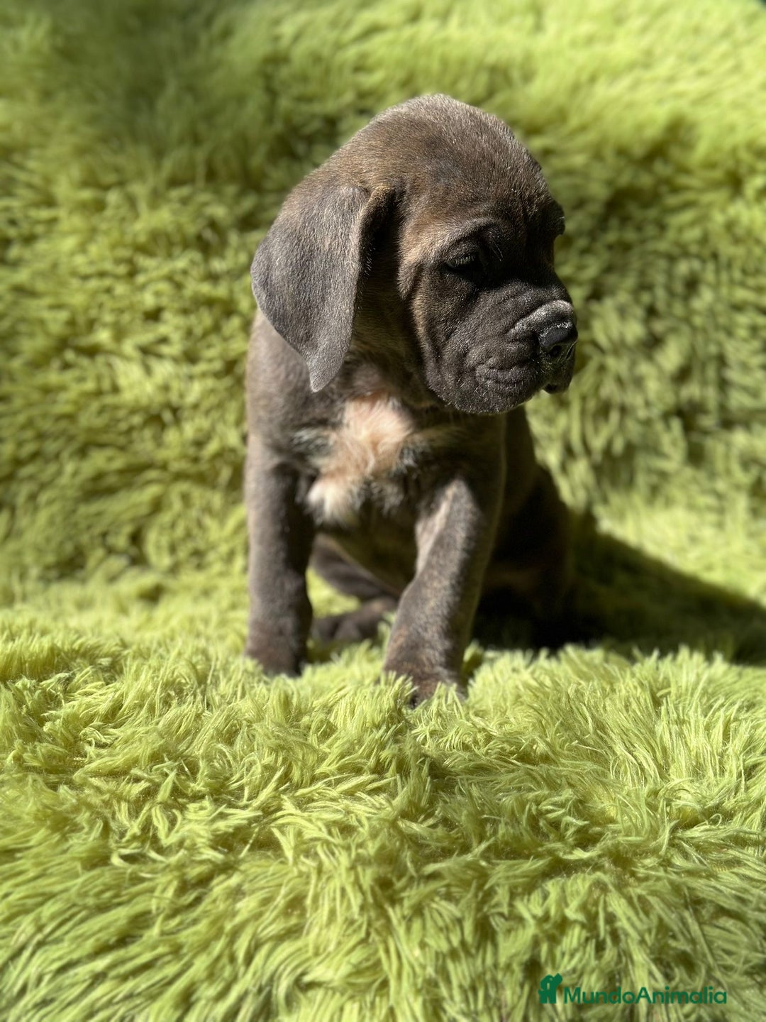 Cane Corso perros en venta: IMPRESIONANTE CAMADA DE CABE CORSO! - Imagen 3
