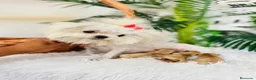 Maltipoo perros en venta: MALTIPOO TOY - Anuncio 11