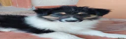 Collie de Pelo Largo perros en venta: Cachorros collie pelo largo/ rough collie - Anuncio 3