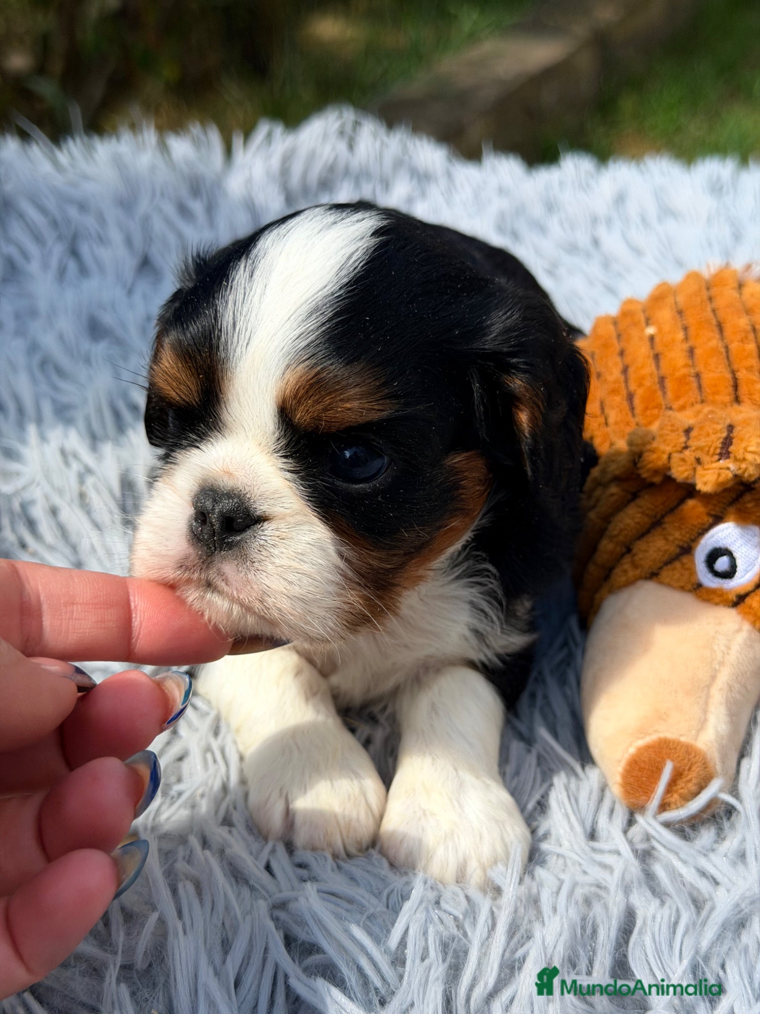 Cavalier King Charles Spaniel perros Cavalier tricolor  - Anuncio 3