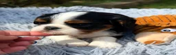 Cavalier King Charles Spaniel perros en venta: Cavalier tricolor  - Anuncio 1