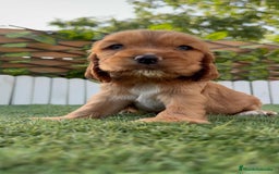 Cocker Spaniel Inglés perros en venta: COCKER SPANIEL INGLES - Imagen 8