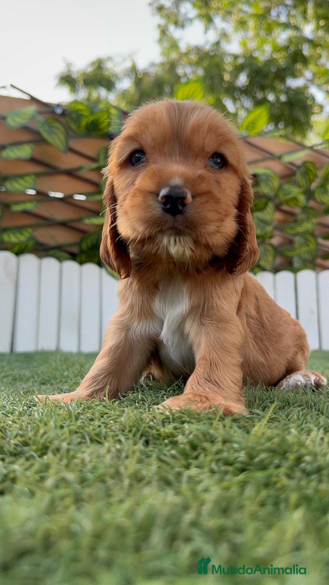 Cocker Spaniel Inglés perros en venta: COCKER SPANIEL INGLES - Imagen 8