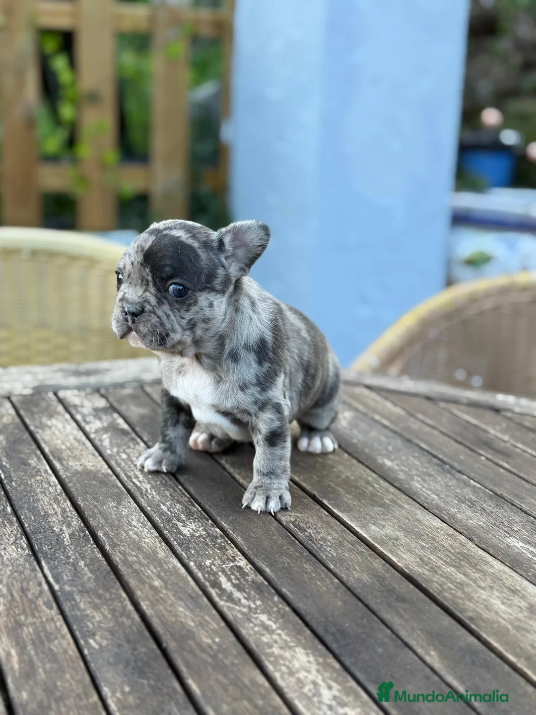 Bulldog Francés perros en venta: Bulldog francés macho Merle espectacular  - Anuncio 2