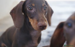 Teckel Miniatura perros en venta: 🍫 Dúo chocolate: Cacao y Bongo 🐾 - Imagen 1