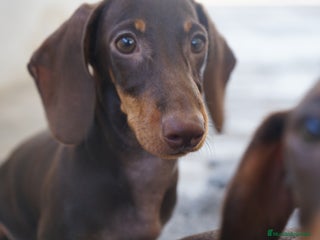 Teckel Miniatura perros - Anuncio 4