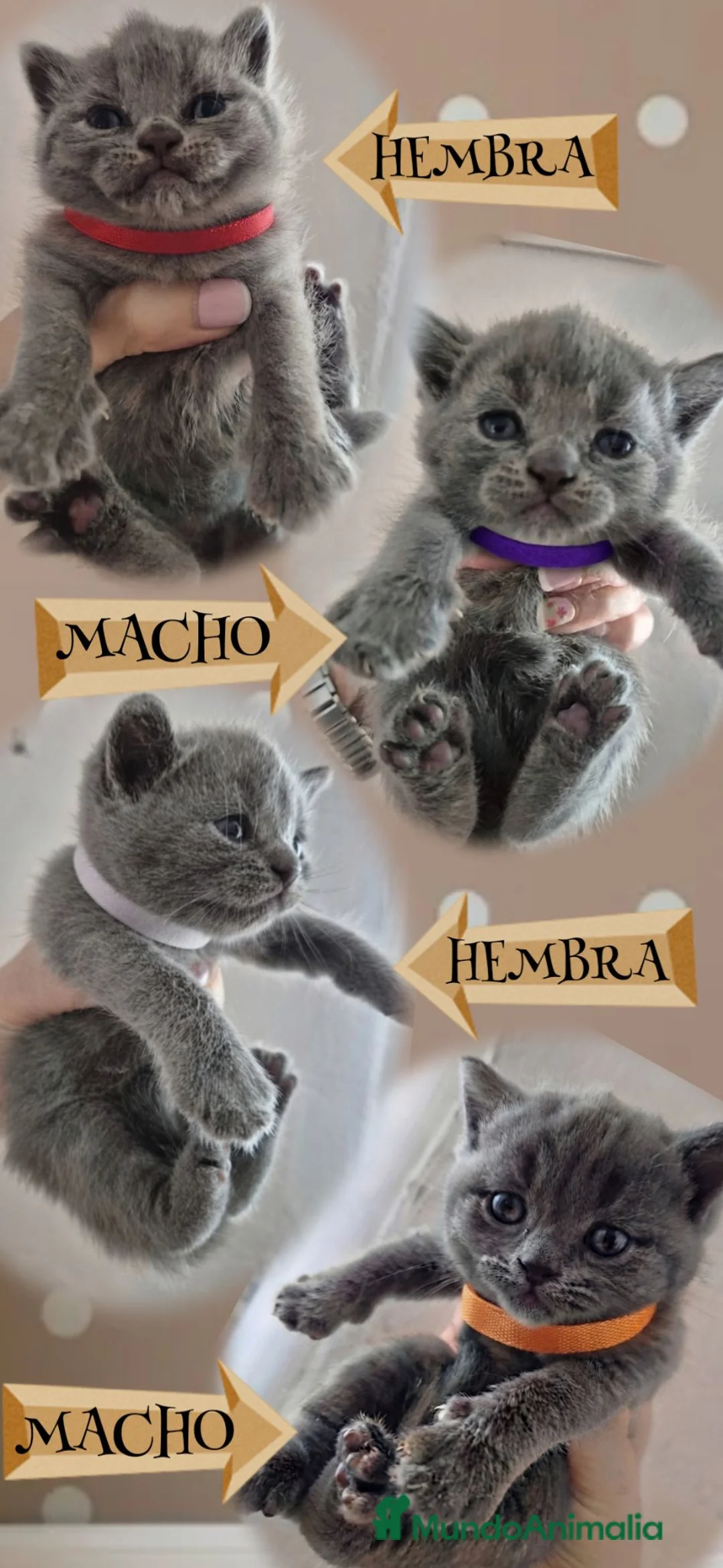 Británico de Pelo Corto gatos en venta: Gatos británico pelo corto - Anuncio 11