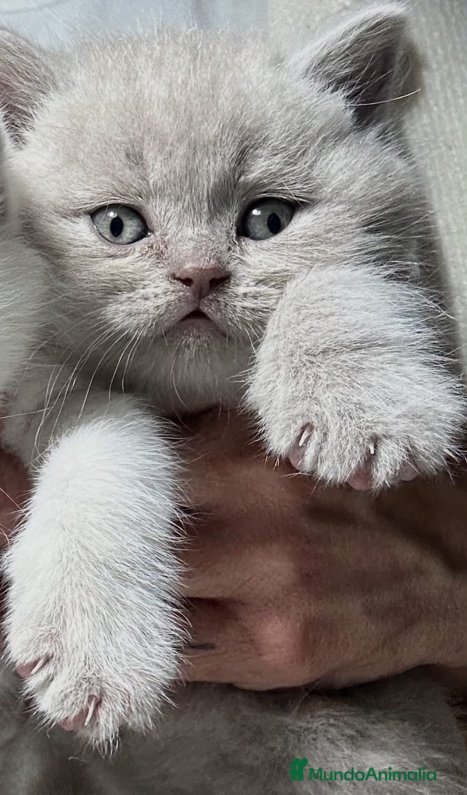Británico de Pelo Corto gatos BRITISH SHORTHAIR Y LONGHAIR  - Anuncio 1