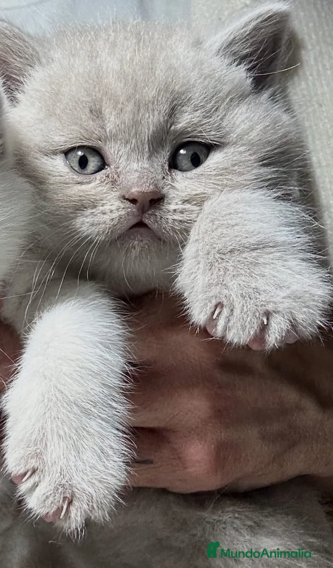 Británico de Pelo Corto gatos en venta: BRITISH SHORTHAIR Y LONGHAIR  - Anuncio 1
