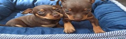 Pinscher Miniatura perros en venta: Cachorros disponibles pinscher  en Cáceres - Anuncio 2