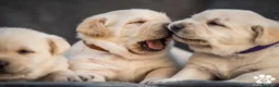 Labrador Retriever perros en venta: Cachorros de Labrador Retrievers - Anuncio 4