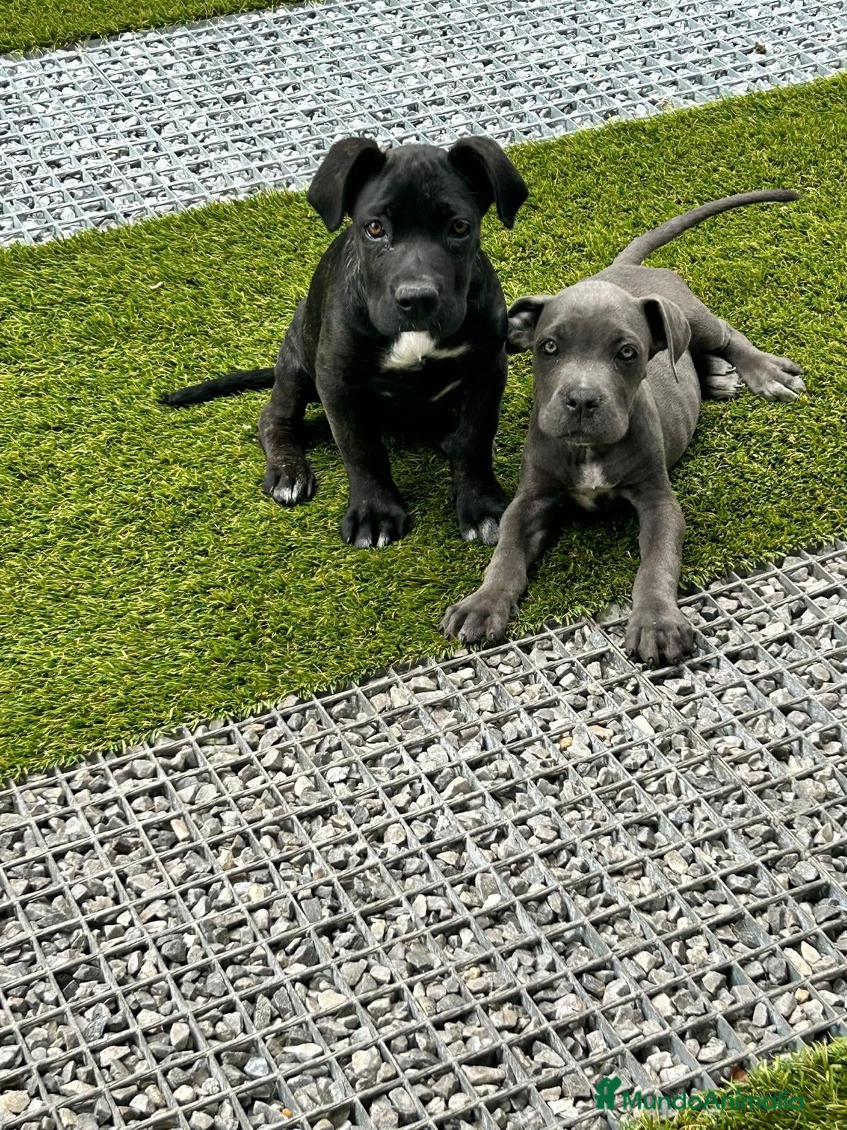 Cane Corso perros Cane corso  - Anuncio 1