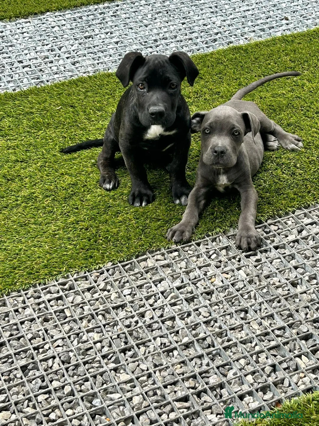 Cane Corso perros en venta: Cane corso  - Anuncio 1