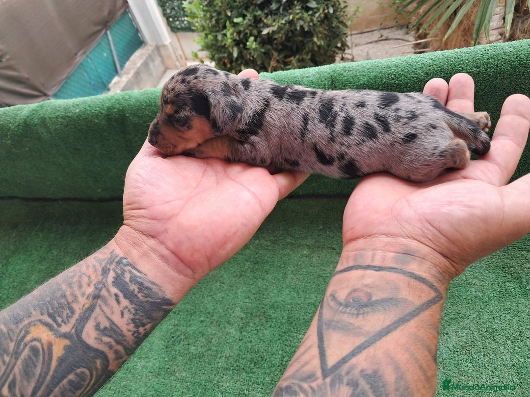 Teckel Miniatura perros en venta: Teckel Miniatura  - Imagen 1