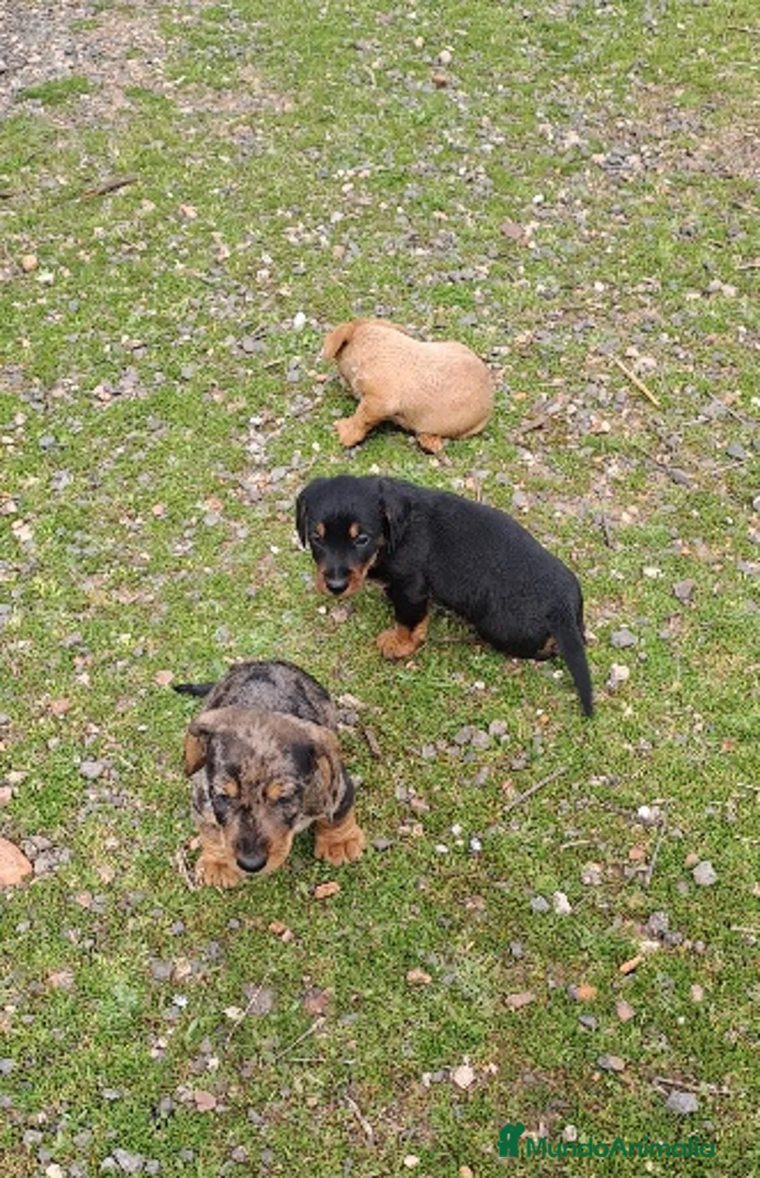 Teckel perros en venta: Teckel - Anuncio 1