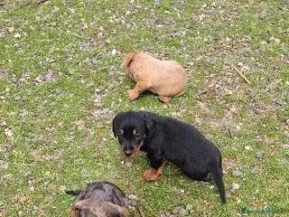 Teckel perros Teckel - Anuncio 1