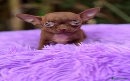 Chihuahua perros en venta: Chihuahua Chocolate - Anuncio 5