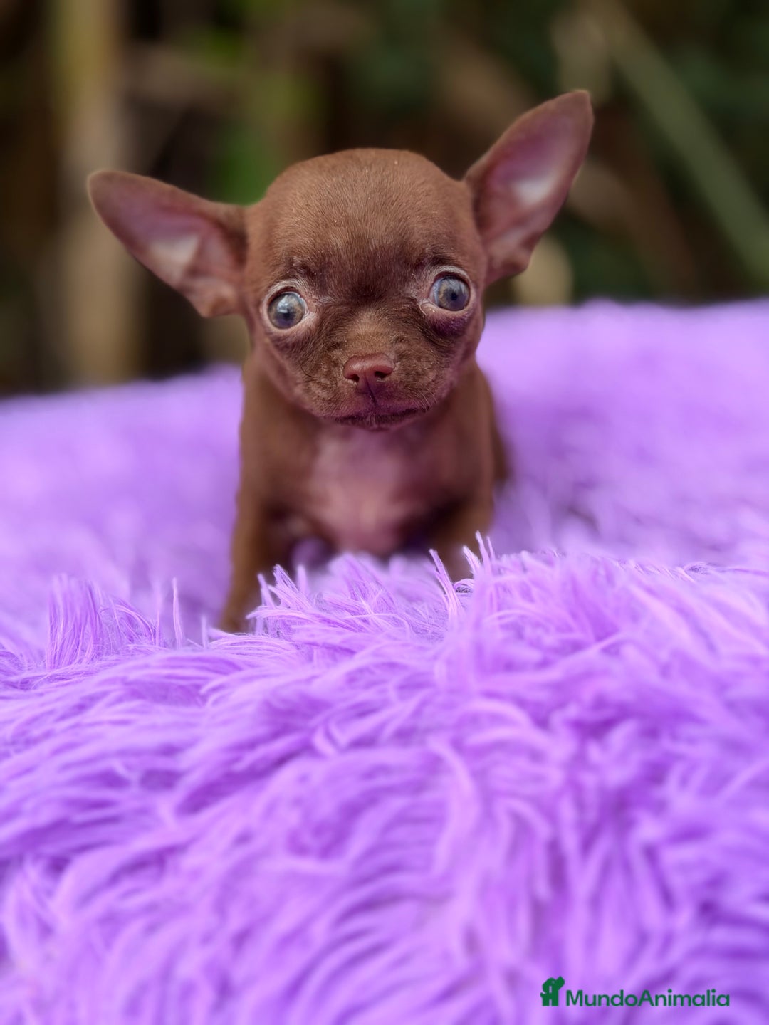 Chihuahua perros en venta: Chihuahua Chocolate - Anuncio 5