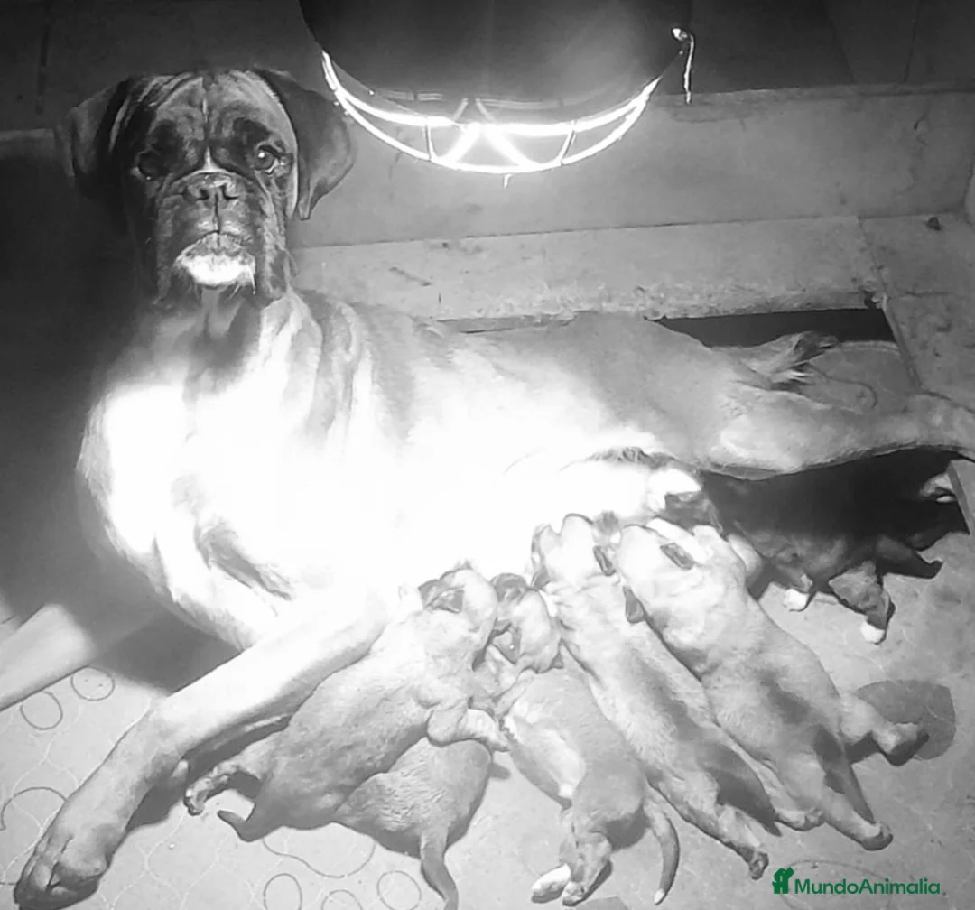 Boxer perros en venta: Magníficos cachorros BOXER, excelente genealogía - Anuncio 7