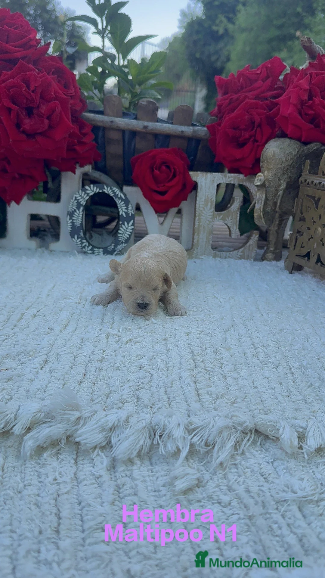 Maltipoo perros en venta: Maltipoo Toy preciosos Cachorros super peques  - Anuncio 1