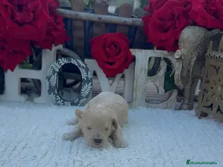 Maltipoo perros Maltipoo Toy preciosos Cachorros super peques - Anuncio 1