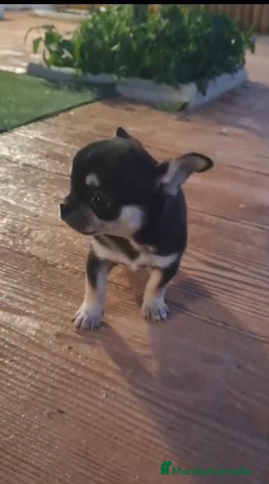 Chihuahua perros IMPRESIONANTES CHIHUAHUAS MINI TOYS en Murcia - Anuncio 2