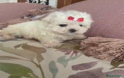 Bichón Maltés perros en venta: Bichon Maltés de caramelo  - Imagen 2