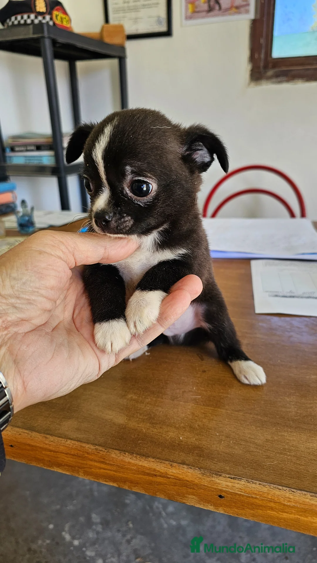 Chihuahua perros en venta: Bonito chihuahua mini - Anuncio 1