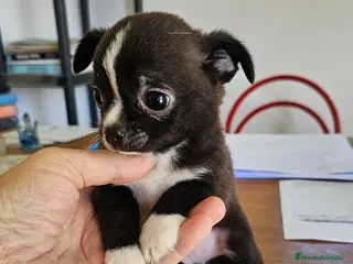 Chihuahua perros Bonito chihuahua mini - Anuncio 1