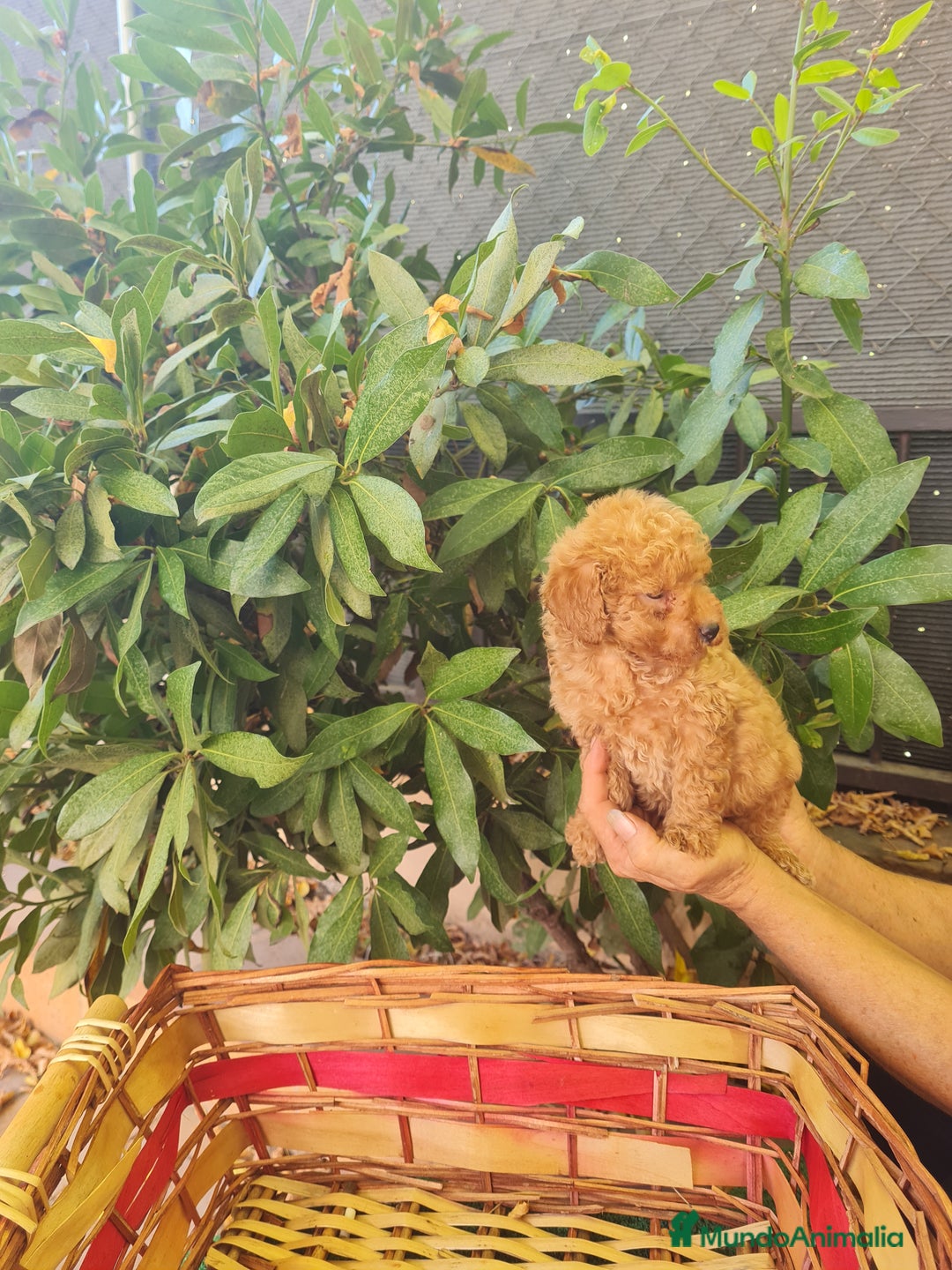 Caniche Toy perros en venta: Caniche toy - Imagen 7
