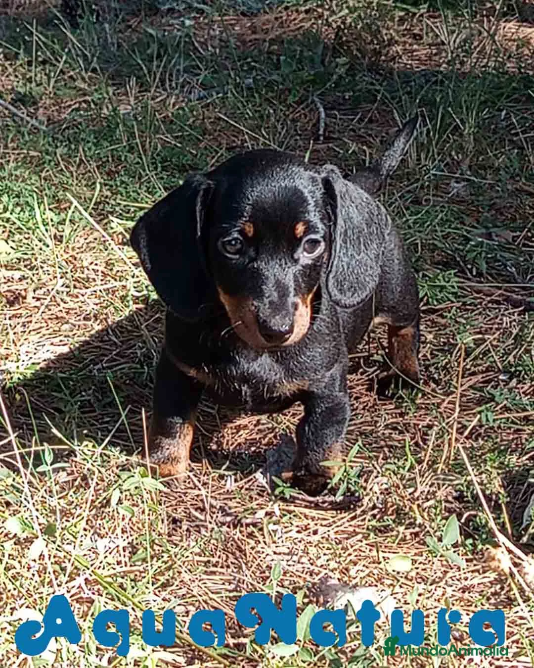 Teckel Miniatura perros en venta: Teckel Macho de Tiana y Tilo 4491 AQUANATURA - Anuncio 1