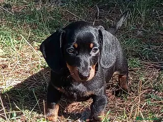 Teckel Miniatura perros Teckel Macho de Tiana y Tilo 4491 AQUANATURA - Anuncio 10