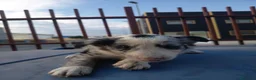 Border Collie perros en venta: BORDE COLLIE - Anuncio 7