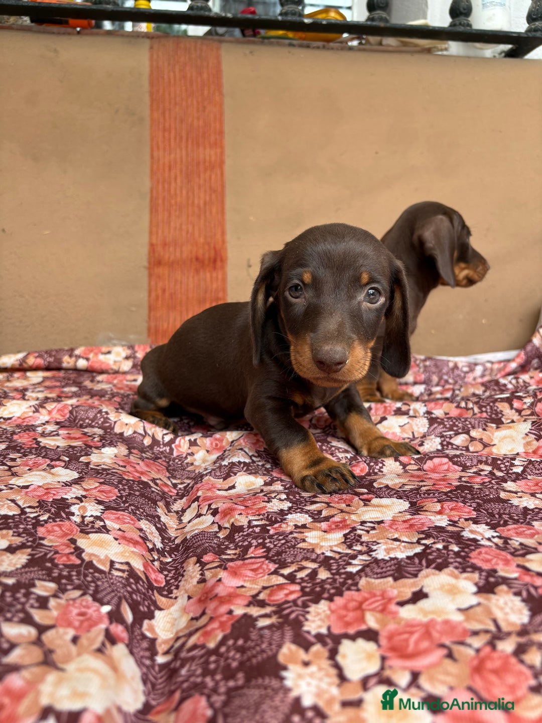 Teckel perros en venta: Teckels mini y kaninchen  - Anuncio 2