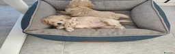 Maltipoo perros en venta: maltipoo  - Anuncio 4