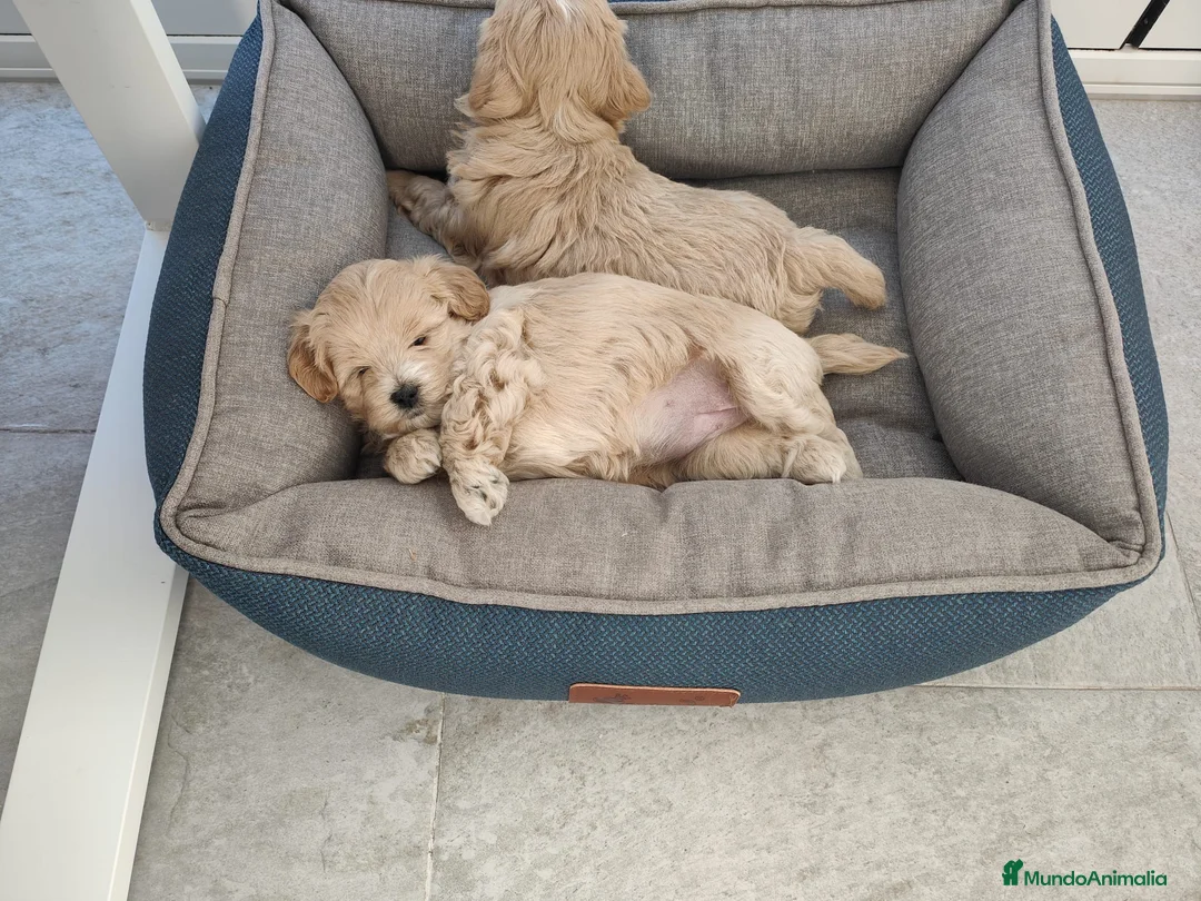 Maltipoo perros en venta: maltipoo  - Anuncio 4