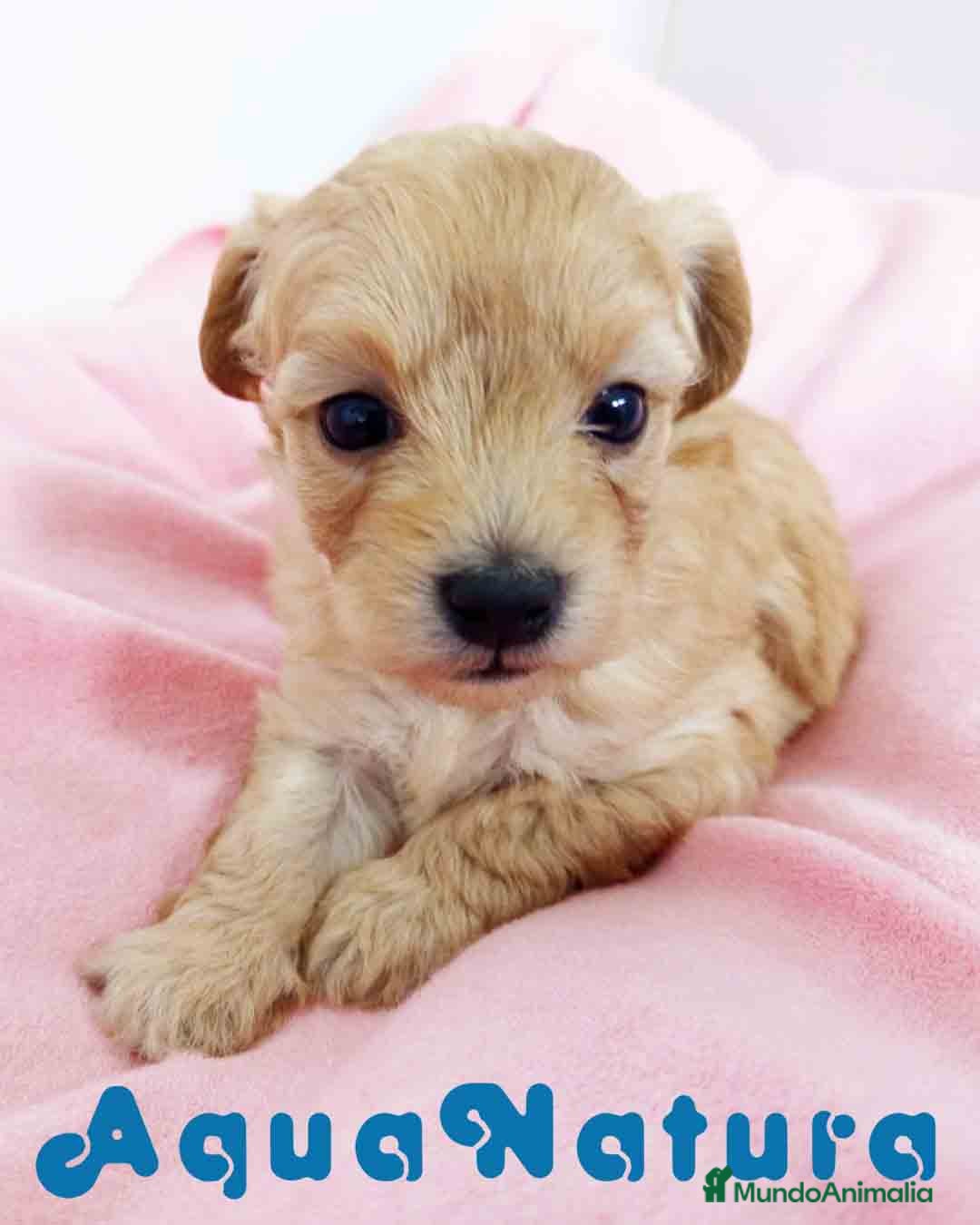 Raza Mixta perros en venta: Havapoo Hembra 3 de Leo y Alejo AQUANATURA - Imagen 6