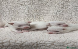Chihuahua perros en venta: Chihuahua Blancos - Imagen 1