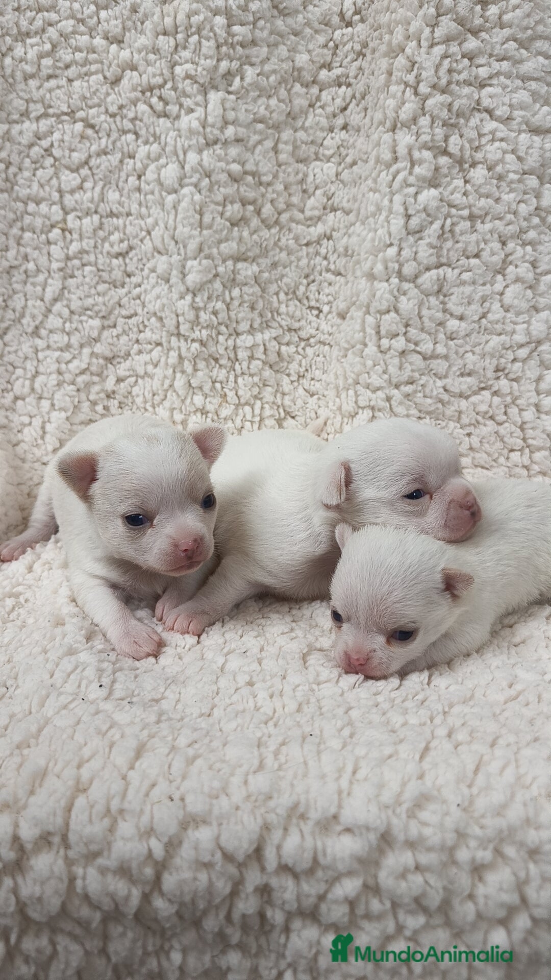 Chihuahua perros en venta: Chihuahua Blancos - Imagen 1