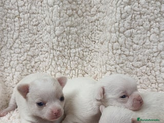 Chihuahua perros - Anuncio 4
