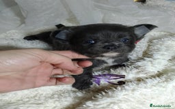 Chihuahua perros en venta: Chihuahua pelo largo y pelo corto  - Imagen 1