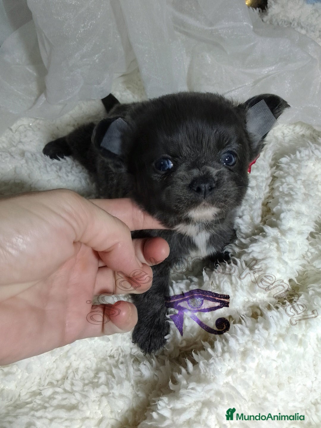 Chihuahua perros en venta: Chihuahua pelo largo y pelo corto  - Imagen 1