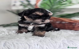 Raza Mixta perros en venta: YORKIPOO - Anuncio 3