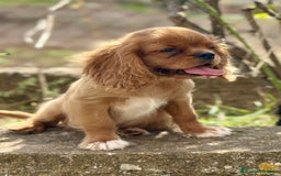 Cavalier King Charles Spaniel perros en venta: CAVALIER DISPONIBLES - Imagen 4