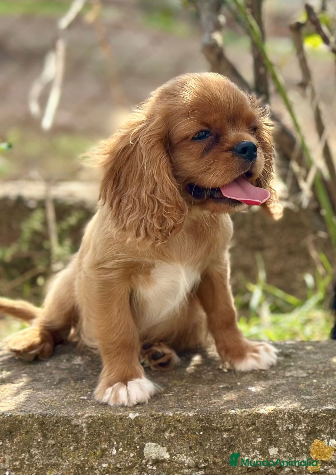 Cavalier King Charles Spaniel perros en venta: CAVALIER DISPONIBLES - Imagen 4