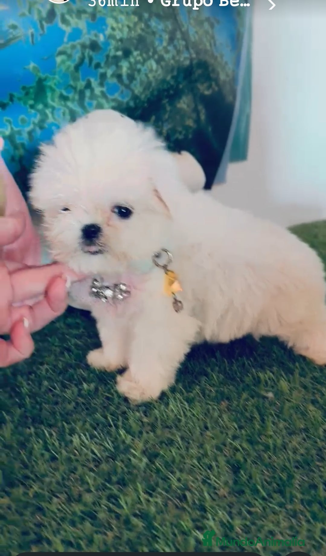 Bichón Maltés perros Bichón maltes coreano - Anuncio 2